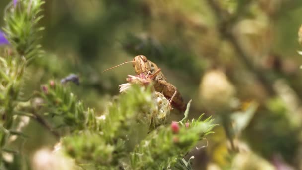 Große Heuschrecken Fressen Intensiv Pflanzen Die Sommer Blühen Schießen Makro — Stockvideo