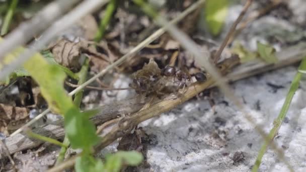 개미는 식물로 둘러싸인 바닥에 자신의 주위를 — 비디오