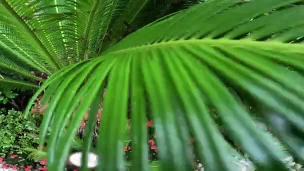 Grüner Cycas Sago Baum Wächst Inmitten Der Natur — Stockvideo