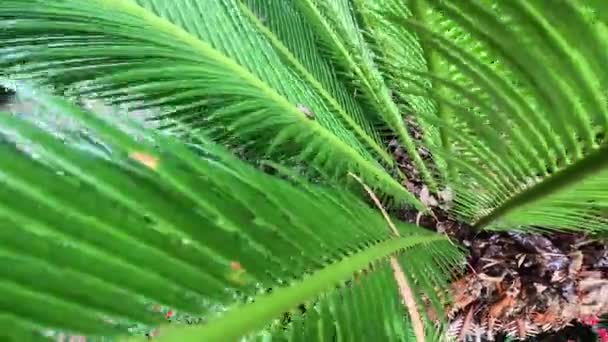 Bewegung Zwischen Den Blättern Des Sago Cycas Baumes — Stockvideo