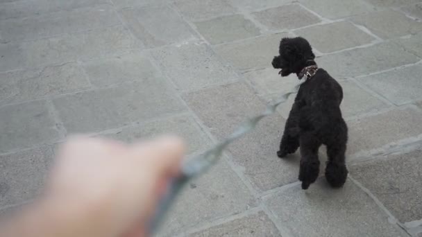 Σκυλάκι Οδηγείται Λουρί Αργή Κίνηση — Αρχείο Βίντεο