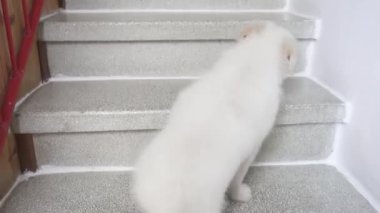 Küçük tüylü beyaz köpek evin merdivenlerinden çıkıyor.