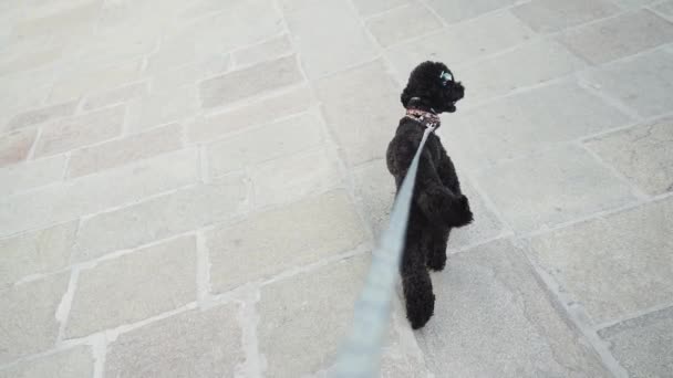 用皮带牵着黑毛狮子狗散步 — 图库视频影像