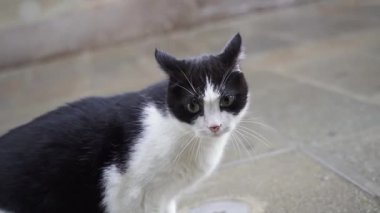 Sokakta korkmuş siyah beyaz kediler