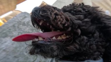 Kaniş köpeğinin dilinden sarkan, susamış bir köpek.