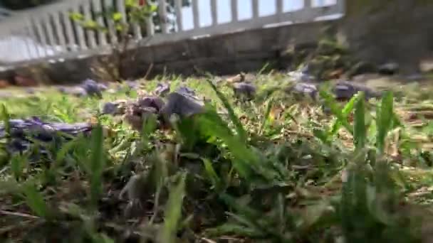 히비스커스 나무에서 떨어진 건조한 보라색 사이의 정원에 흩어져 — 비디오