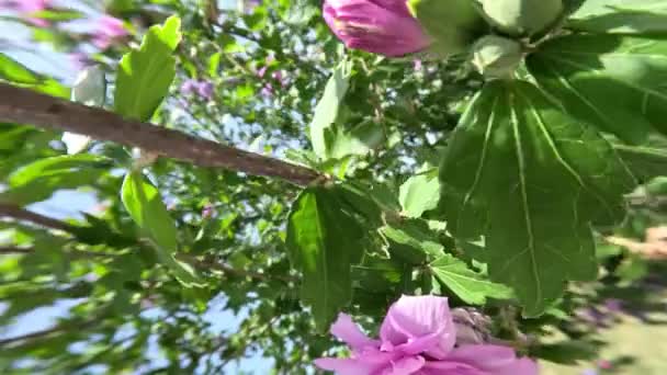 Hibiscus Blommar Med Rosa Blommor — Stockvideo