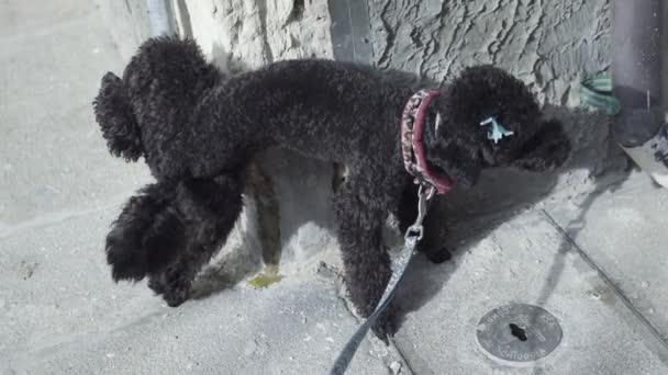 在街上的一堵旧墙下小狗狗撒尿 — 图库视频影像