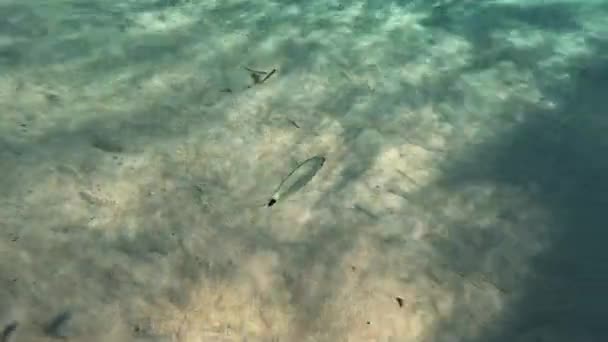물고기는 햇빛의 반영하는 바다에 — 비디오
