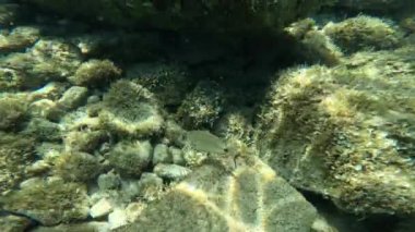 Deniz çipurası renkli ışıkla aydınlatılmış taşlar arasında deniz tabanında yüzer.