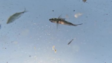 Mavi gökyüzünün altında kum taşıyan suda yüzen balıklar.