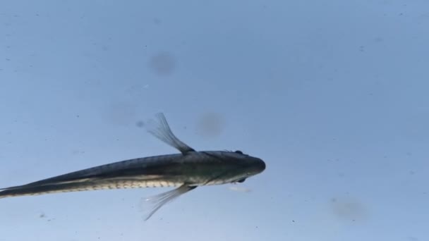 Little Sea Fish Swims Water Blue Sky — Stock Video