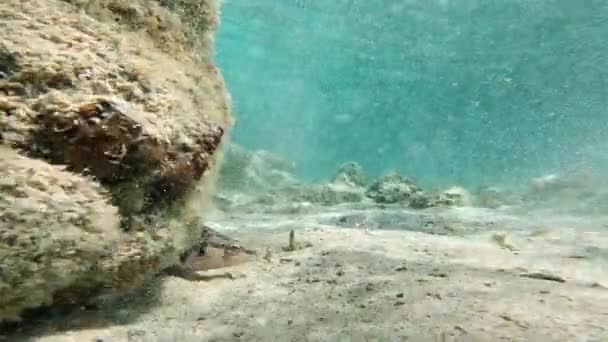 Pesci Sciarrano Sui Fondali Marini Della Sardegna Nuotano Rallentatore Acque — Video Stock