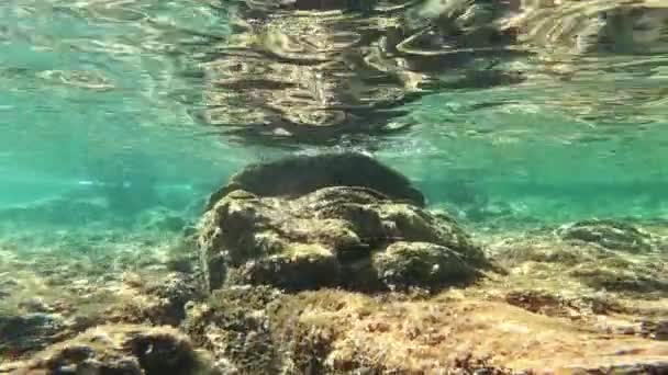 Fondos Marinos Isla Maddalena Cerdeña Agua Iluminada Por Cálida Luz — Vídeos de Stock