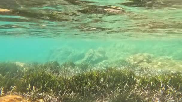 Красивое Море Полное Зеленых Растений — стоковое видео