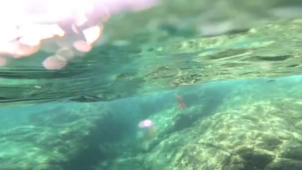 ジェラフィッシュは 夏の太陽光線で 表面の近く 海水の下で泳ぎます — ストック動画