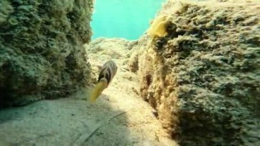 Sciarrano balığı parlak renkli deniz tabanında yüzer.