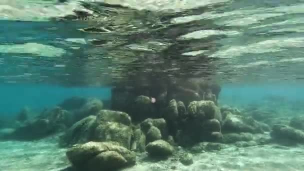 Kleine Kwallen Zwemmen Rotsachtige Zee Van Sardinië — Stockvideo