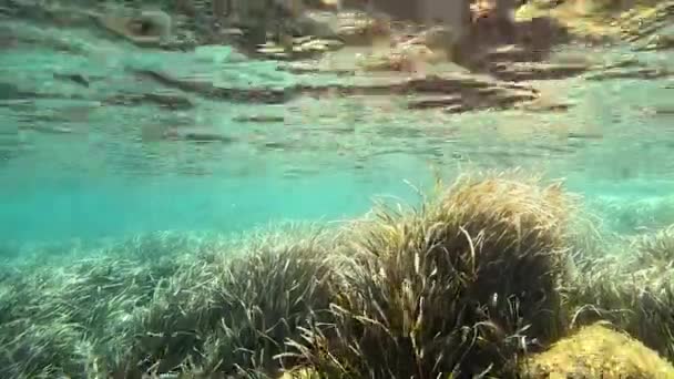 Posidonia Oceanica Αναπτύσσεται Κάτω Από Νερό Στη Θάλασσα Της Σαρδηνίας — Αρχείο Βίντεο