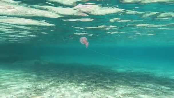 Medusa Nada Debaixo Água Mar Azul Iluminado Pelo Dia — Vídeo de Stock