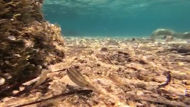 Έγχρωμο Φως Που Αντανακλάται Από Νερό Φωτίζει Ψάρια Που Κολυμπούν — Αρχείο Βίντεο