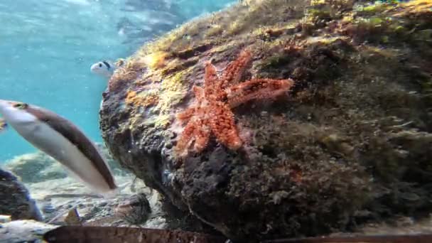 美丽的海星挂在海底的岩石上 鱼儿在附近游动 — 图库视频影像