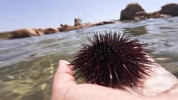 Sea Urchin Caught Hand Sea — Stock Video