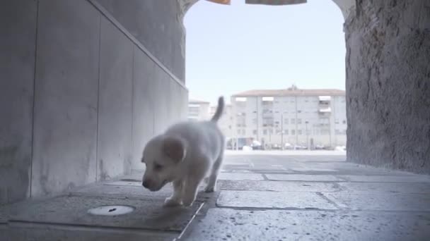 Маленький Смішний Білий Собака Гуляє Серед Стародавніх Венеціанських Будинків — стокове відео