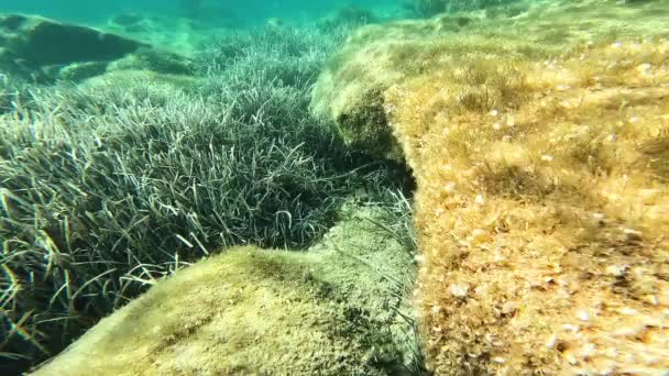 Orata Fasciata Nuota Sott Acqua Nel Mare Limpido Della Sardegna — Video Stock