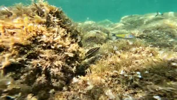 Colorful Fish Swim Beautiful Italian Seabed — Stock Video