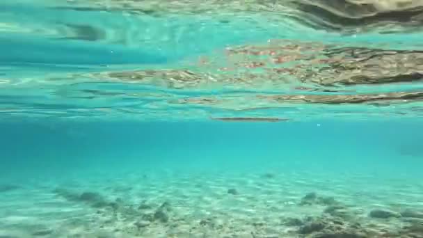 Strongylura Genus Pipefish Belonidae Family Swims Transparent Water Sardinian Sea — Stock Video