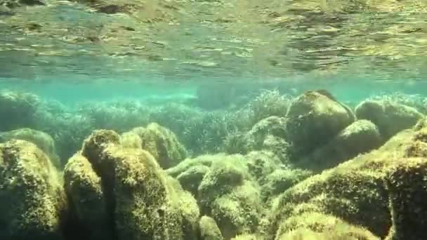 植物や岩で満たされた夏の太陽に照らされた海底 — ストック動画
