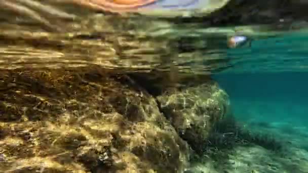 マダレーナ島のサルデーニャ島の海水の下でクラフィッシュ — ストック動画