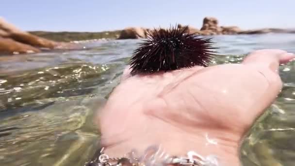 Denizde Elinde Deniz Kestanesi Tutan Kişi — Stok video