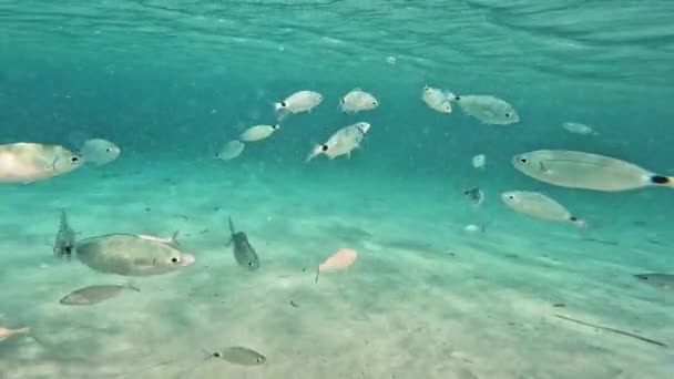 Guldfisk Simmar Vattnet Tyrrenska Havet Sardinien — Stockvideo