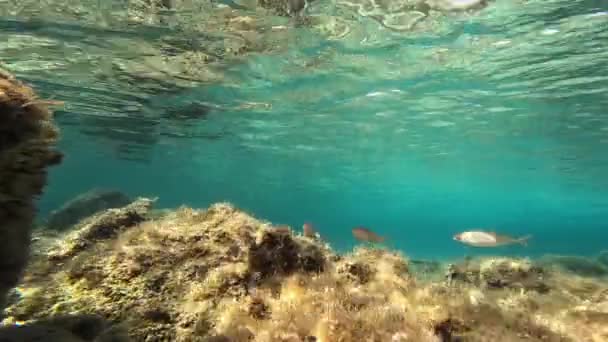 Grupa Sarpa Salpa Pływać Kolorowe Jasne Dno Morskie — Wideo stockowe