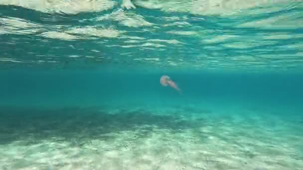 地中海の澄んだ水の下でジェラフィッシュスイミング — ストック動画