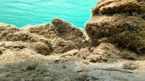 Ψάρια Sciarrano Κολυμπούν Στα Καθαρά Νερά Της Θάλασσας — Αρχείο Βίντεο