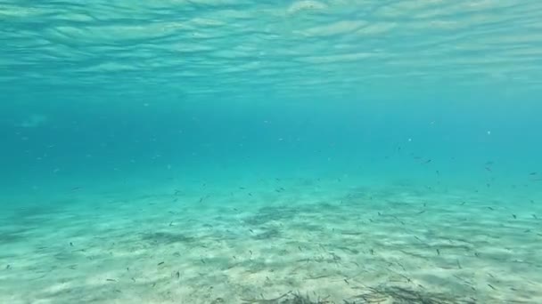 Ομάδα Πολλών Μικρών Ψαριών Στη Θάλασσα Της Σαρδηνίας — Αρχείο Βίντεο