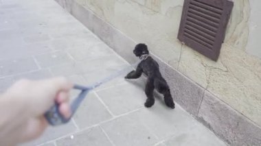 Kaniş köpeği tasmayı çeker ve sokakta bir duvarın yanında yürür.
