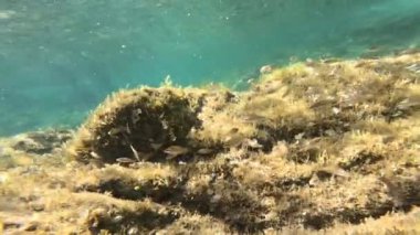 Deniz tabanındaki balık grubu akıntı ya da dalgalar tarafından taşınır.