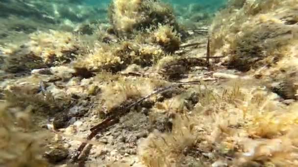 Fisk Smälter Till Havsbotten Sardinien — Stockvideo
