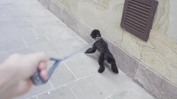 Poodle Dog Tira Cuerda Correa Caminando Cerca Una Pared Calle — Vídeos de Stock