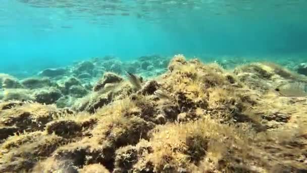 Vacker Havsbotten Sardinien Och Simmande Fisk — Stockvideo