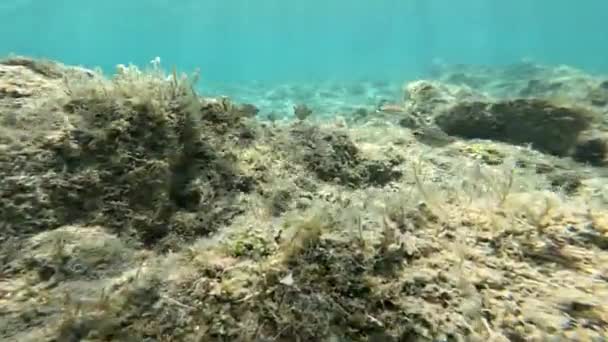 Peixes Nadam Fundo Mar Com Água Limpa Sardenha Verão — Vídeo de Stock