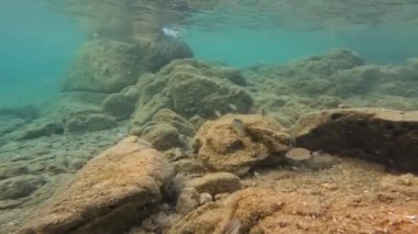 Symphodus ocellatus ve Diplodus vulgaris taşlarla dolu deniz tabanında yüzerler.