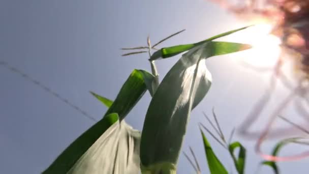Ein Fliegendes Insekt Sitzt Auf Der Grünen Maispflanze Der Sonne — Stockvideo
