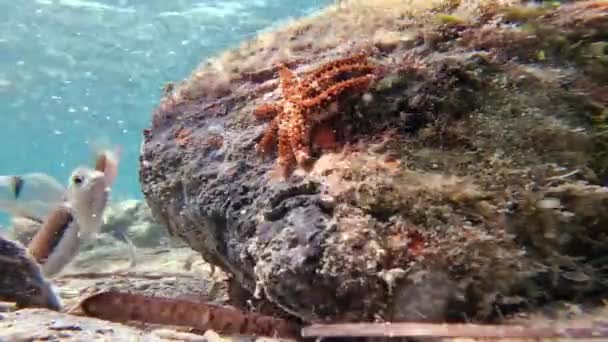 Starfish Rock Bottom Sea Fish Swimming — Stock Video