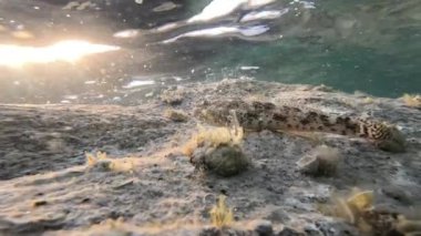 Çömelmiş keçi balığı, tuzlu su ve tuzlu su balığı, deniz dalgalarının altındaki kayayla harmanlanır..