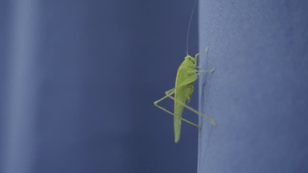 Green Grasshopper Blue Curtain — Stock Video